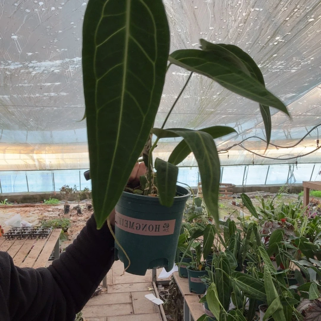 美***运完全开放5号火鹤后花烛一棵