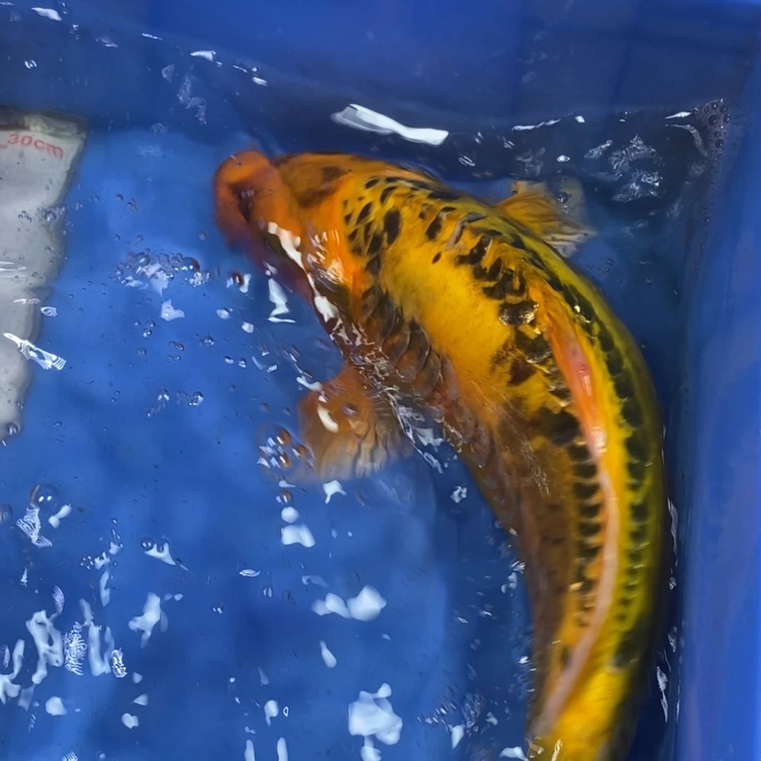 锦鲤冷水锦鲤包邮