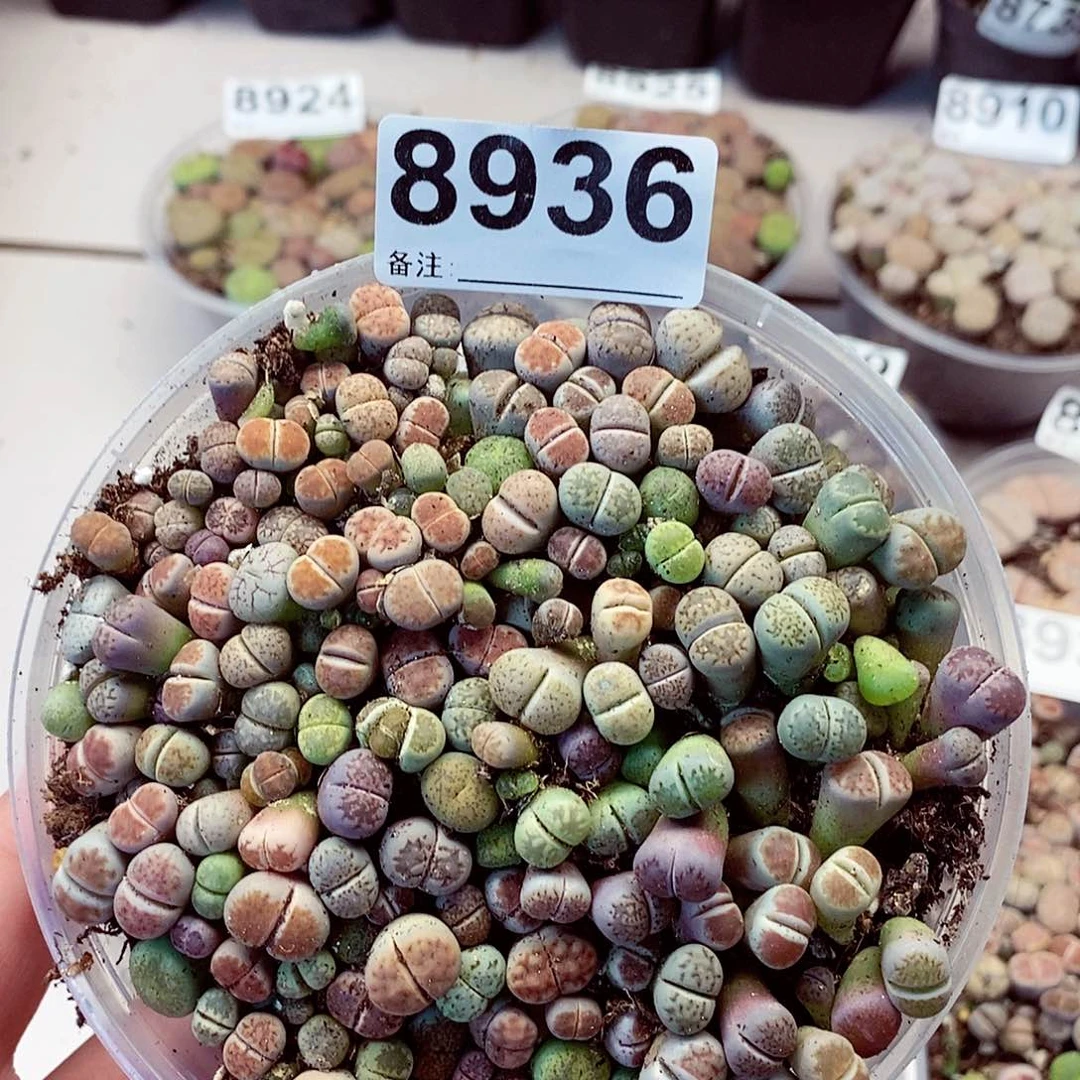 8936啦啦啦啦啦啦啦