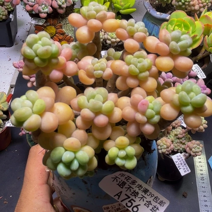 花朵鱼子酱756/8cm
