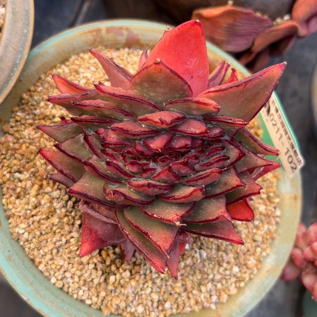 多肉一物一拍0209-102