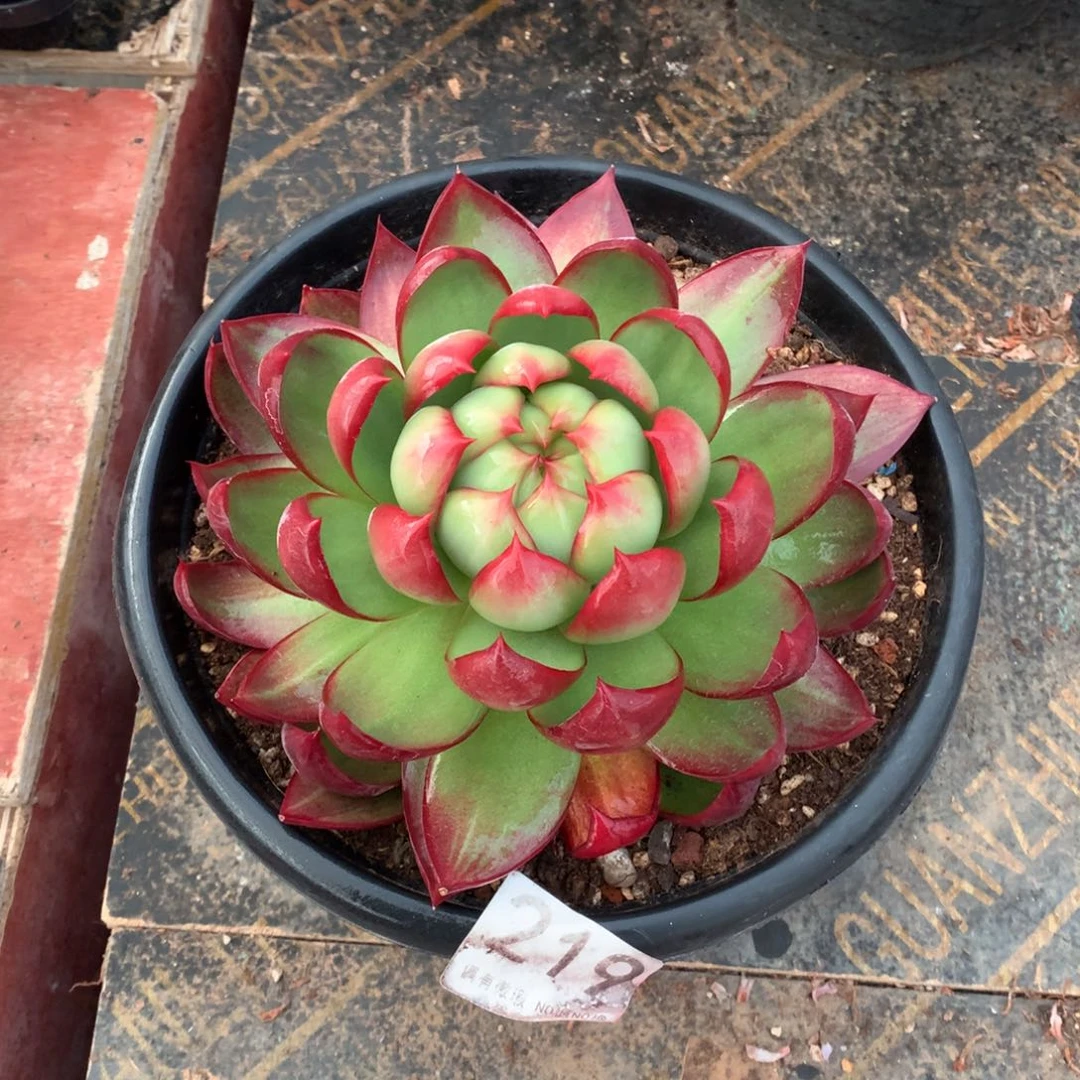 219惊鸿仙子多肉植物