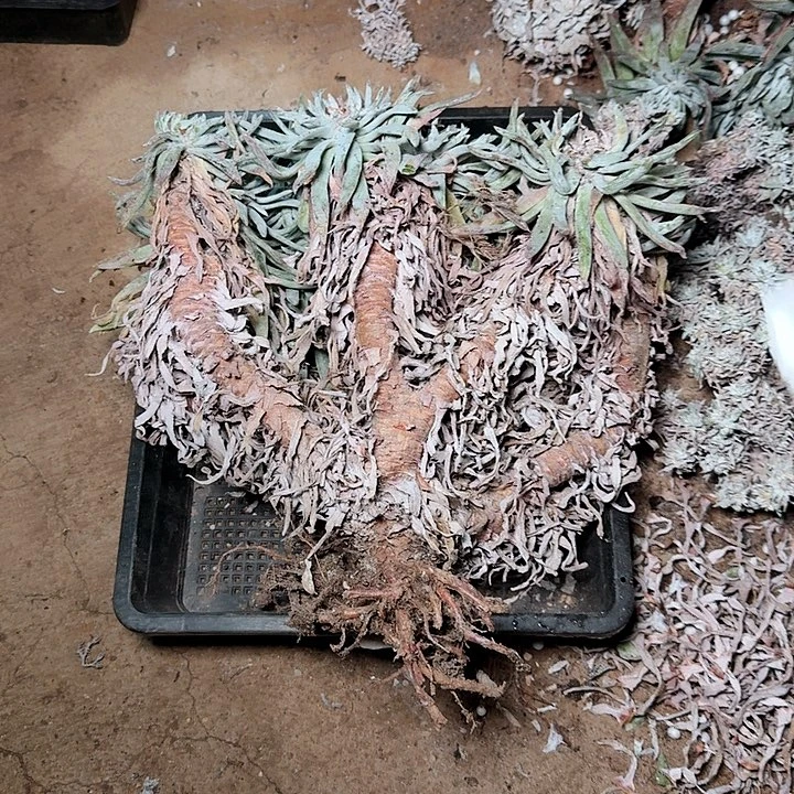 1766雪花瑕疵不售后