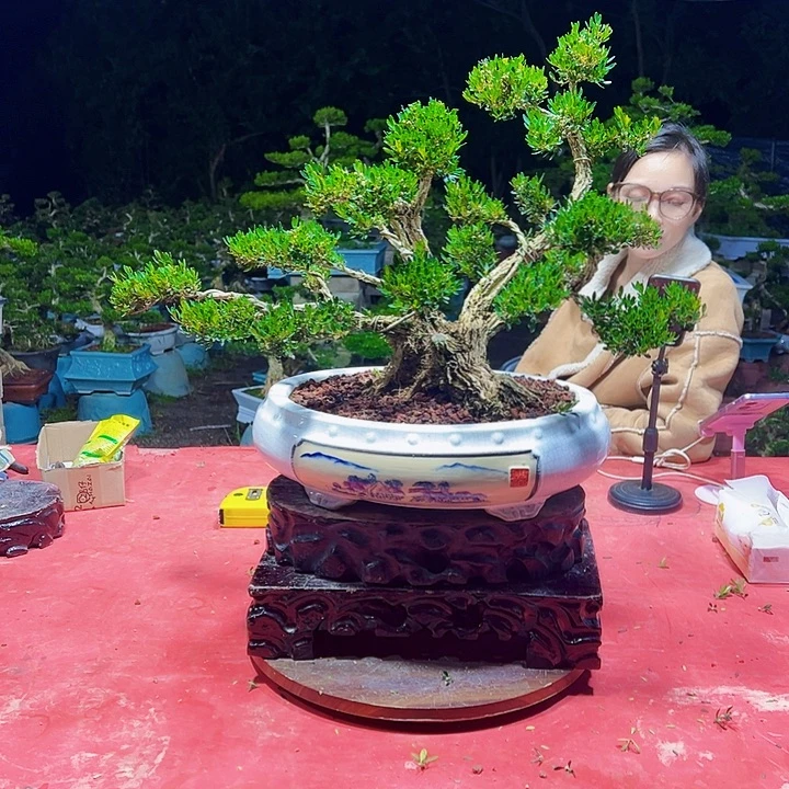 无花朵广东黄杨盆景