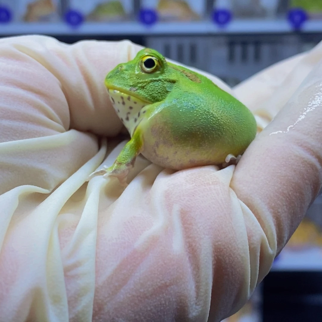 角蛙角蛙闪购专属链接