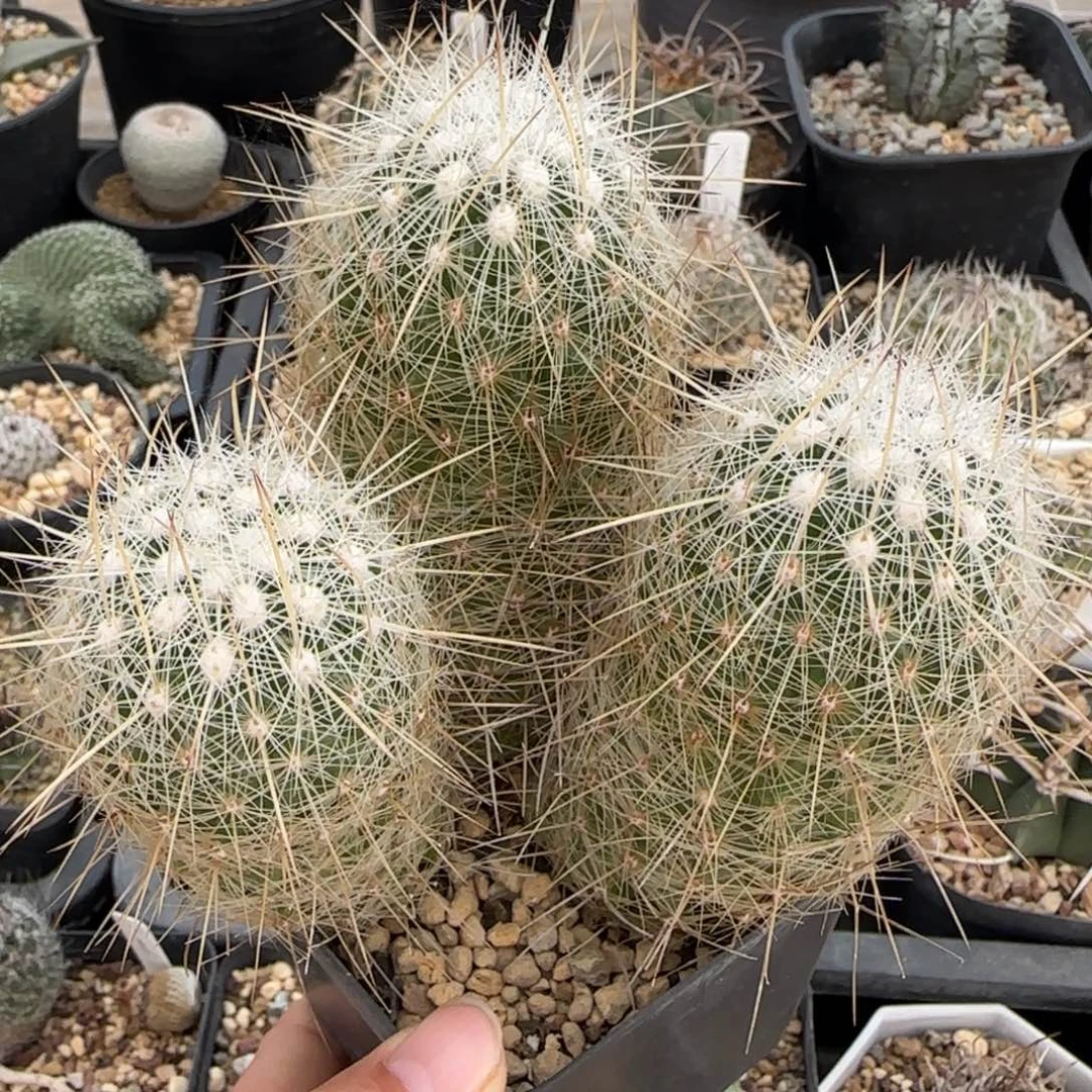 022实生群生太白丸多肉