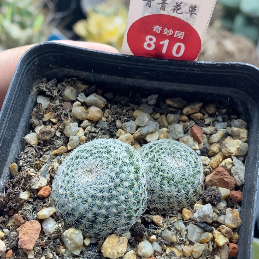 实生双头雪娟丸一颗，