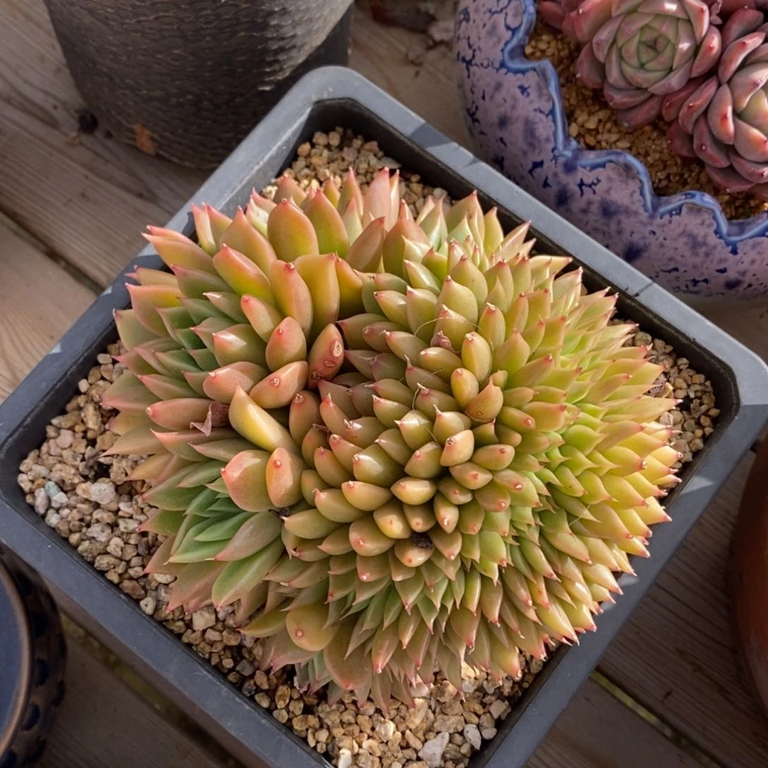 自助下单一物一拍多肉，下滑更多品种选择