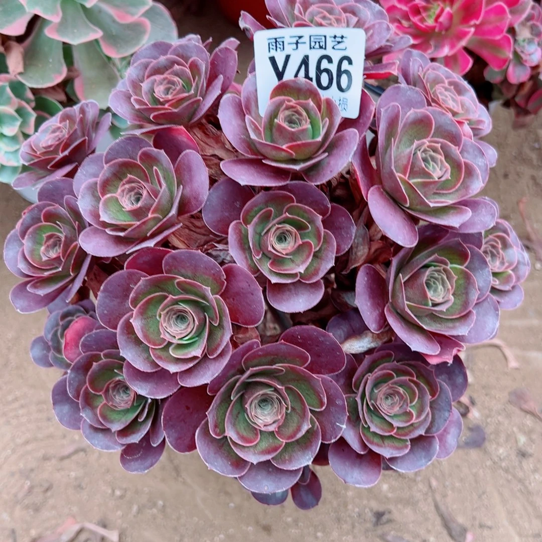 466魅金玫瑰尺寸20左右