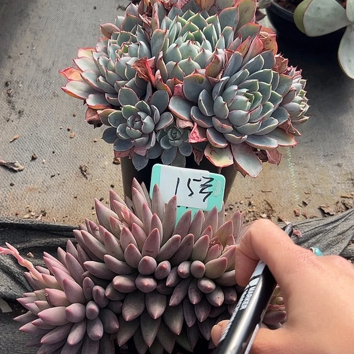 *****15一筐多肉植物脱土