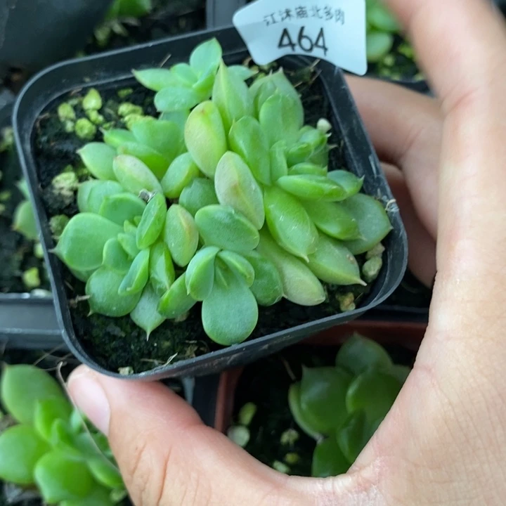 标464皮埃拉珍妮一个
