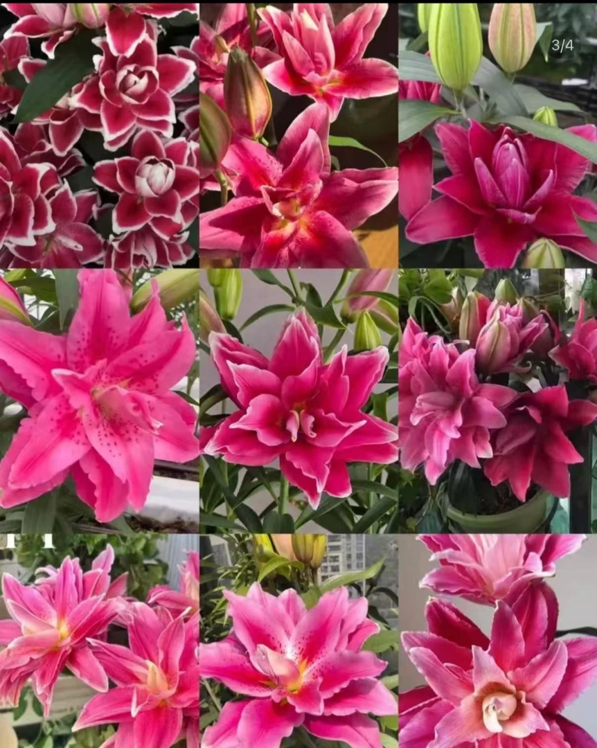 四季可种1颗 【红色重瓣】进口香水百合花球