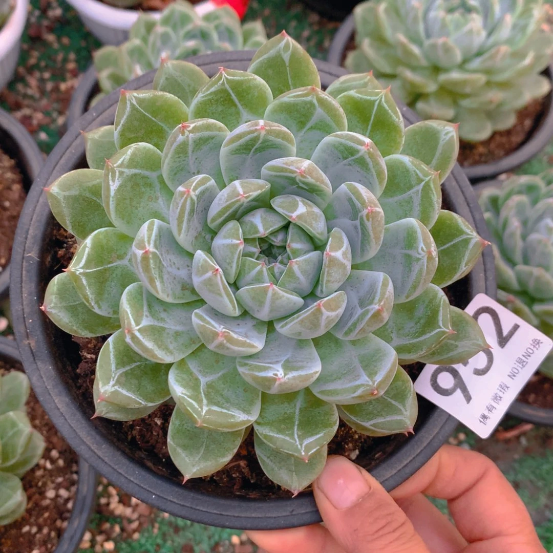 952雪花珍泥1111111111
