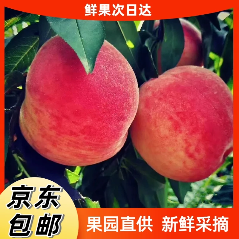 晚西妃大红毛桃又脆又甜纯甜口脆甜爆汁甜天津市