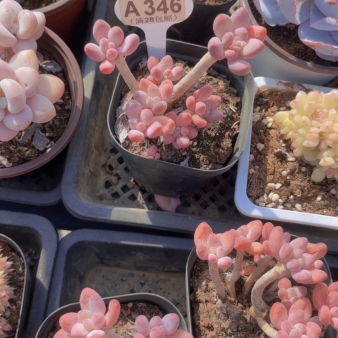 A346樱花奶酪一物一拍