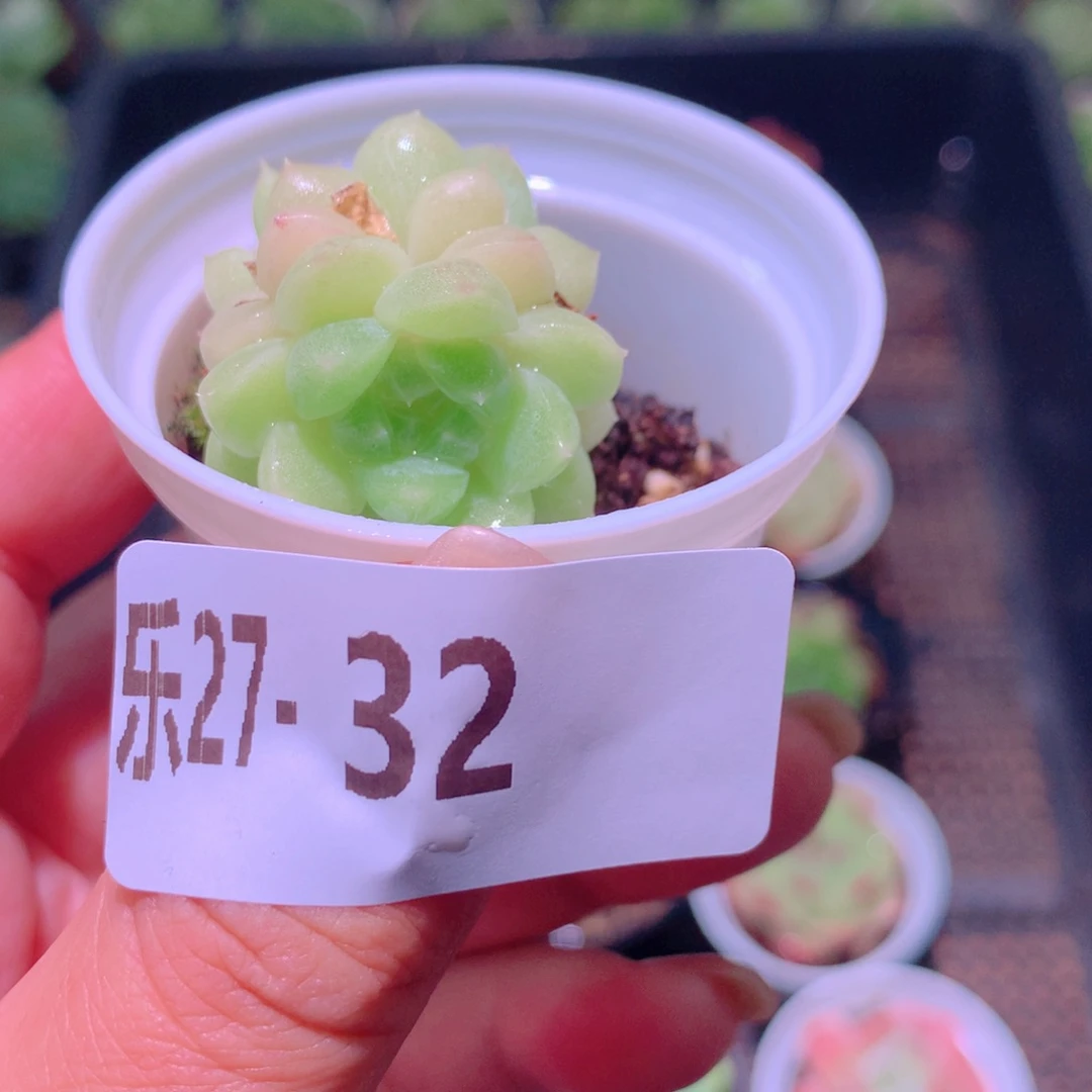 乐然27-32 翡翠台