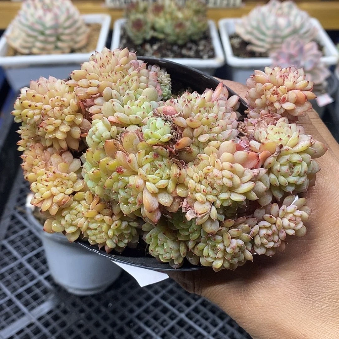 1002 白胖子缀化群