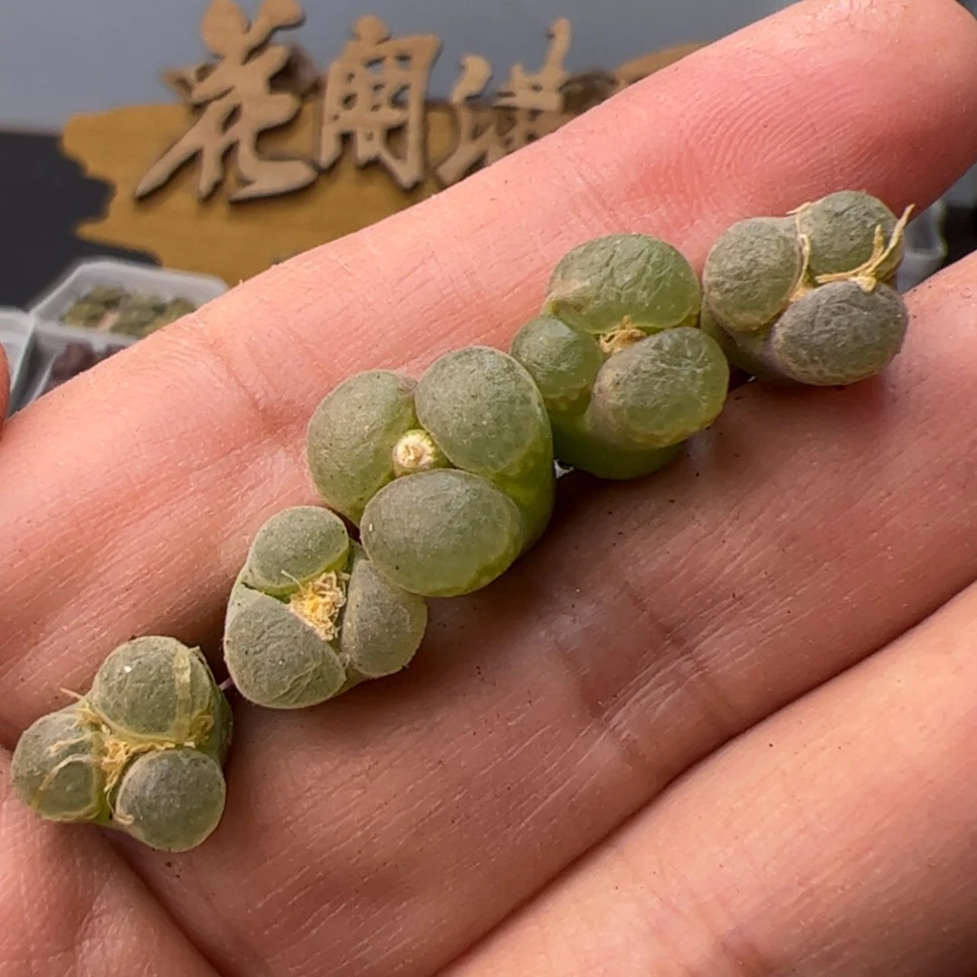 【闪购商品】00000003