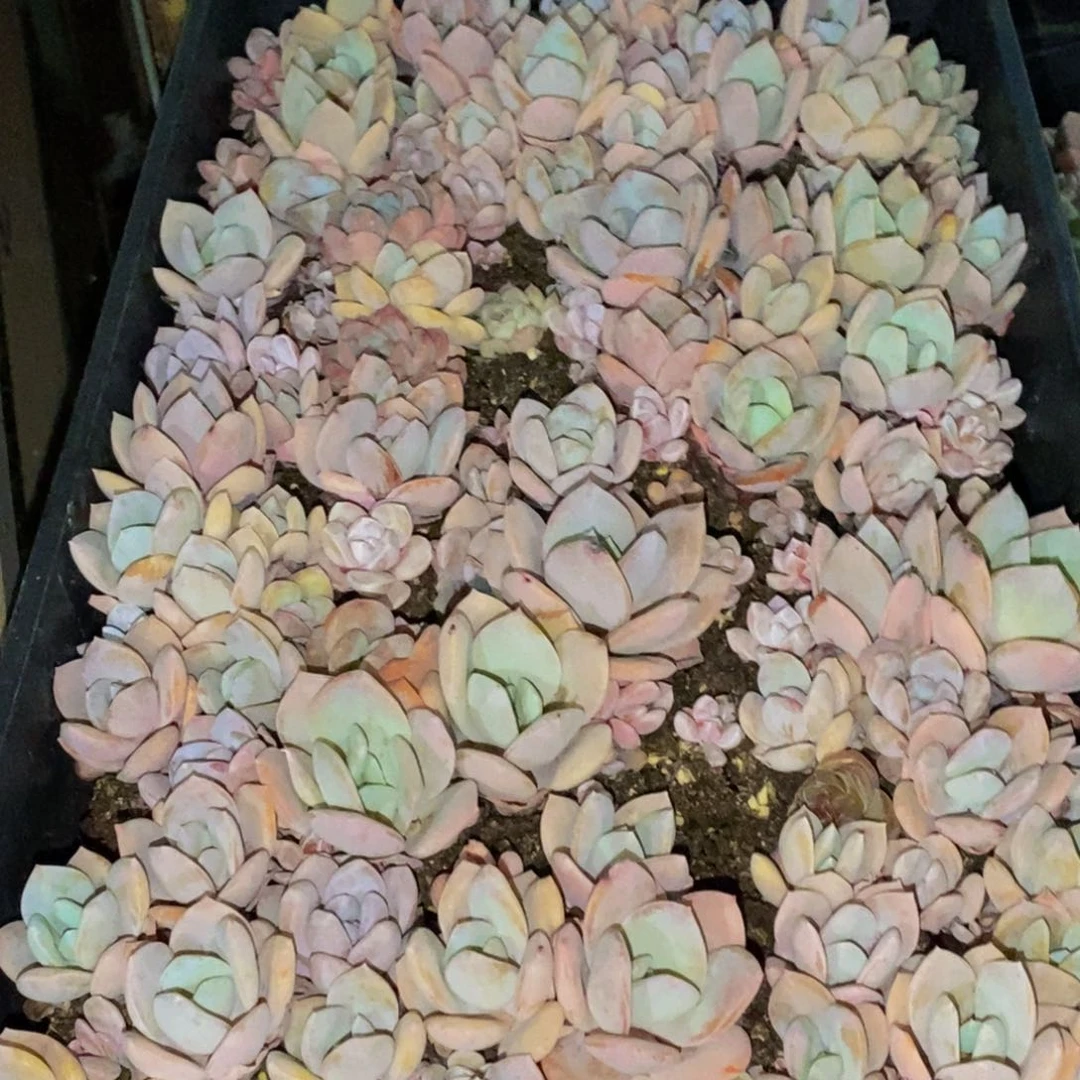 079的人都在一起了，
