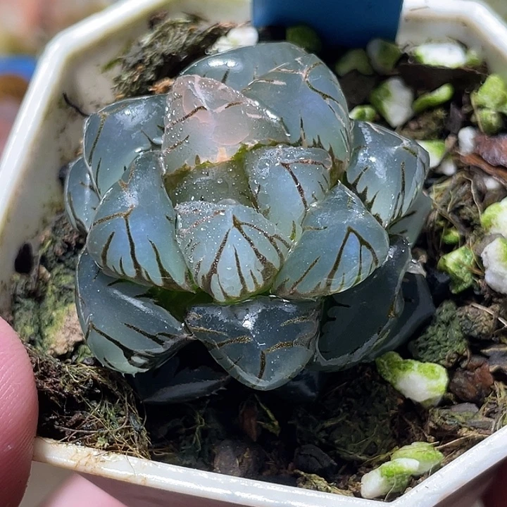 510皓月玉露锦特选福利