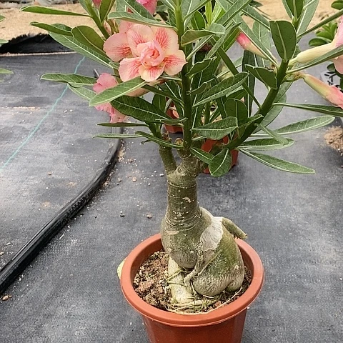 【闪购商品】无花朵真*