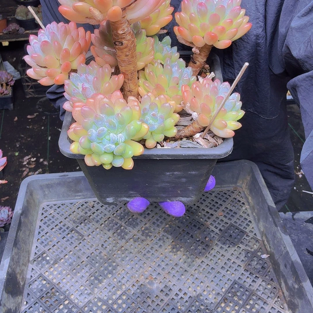 ❦***❧012东美人一物一拍一物