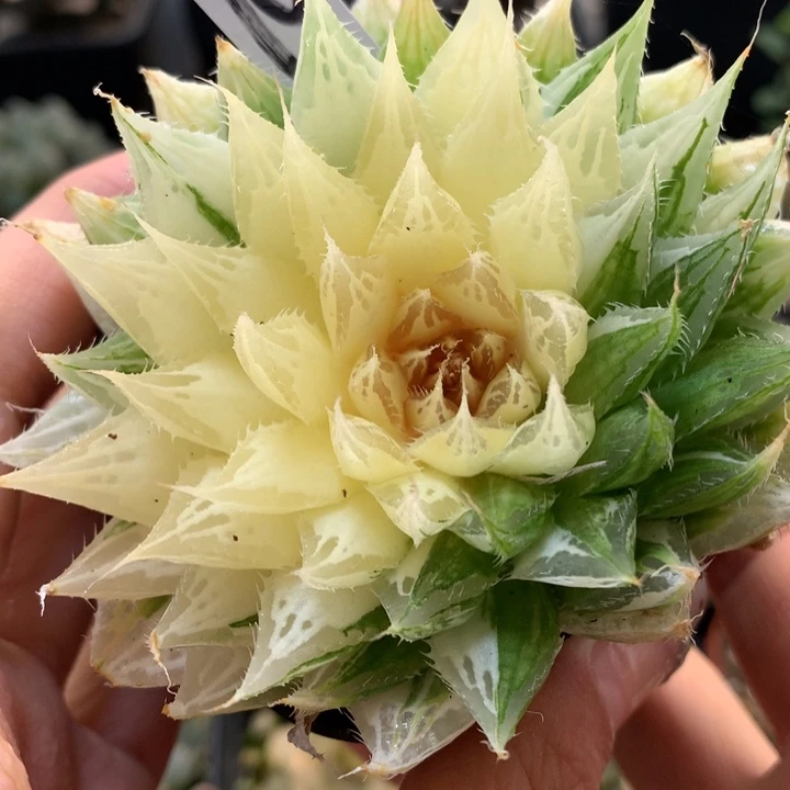 曲水玉露锦带盆土发货