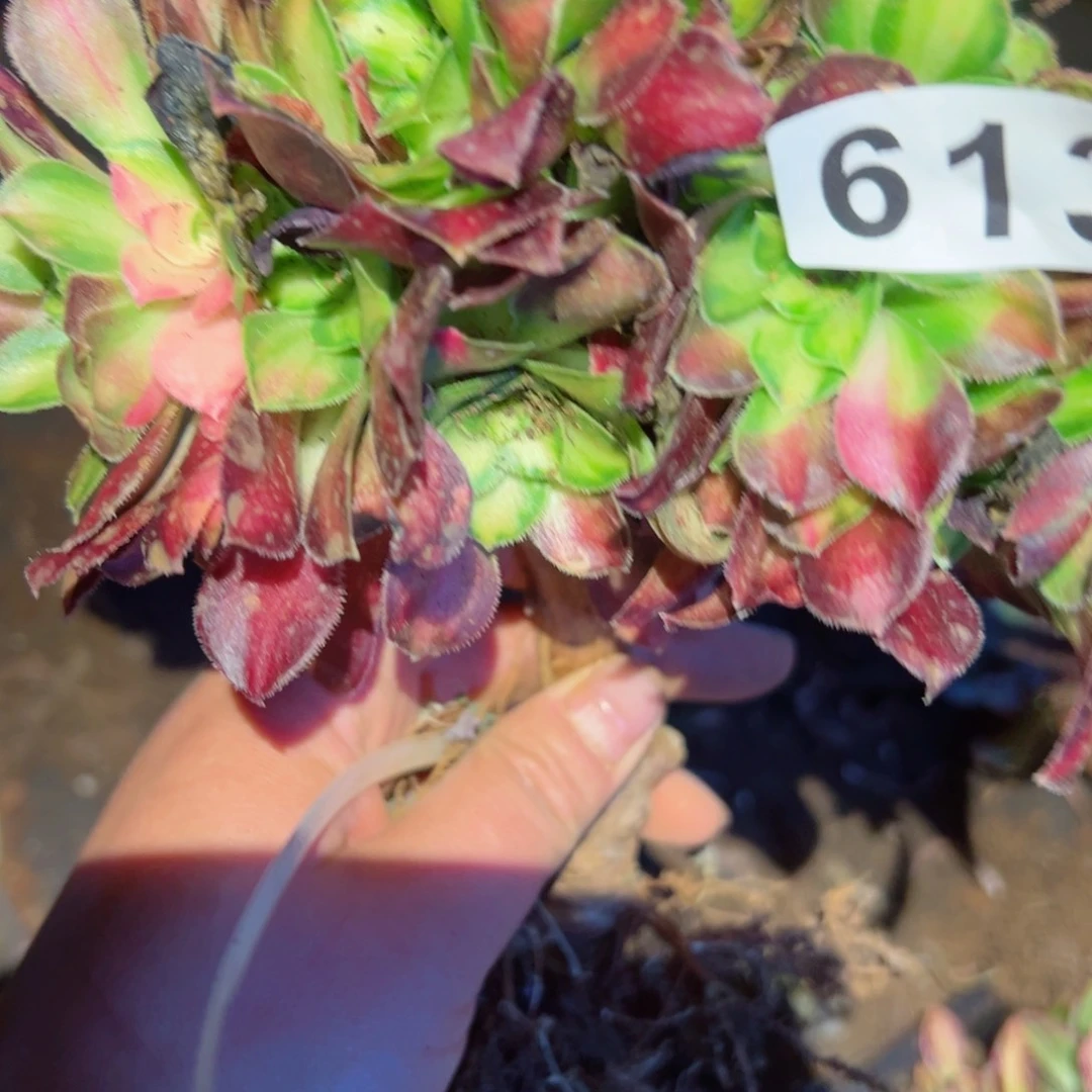 613 号法师多肉植物新年快乐