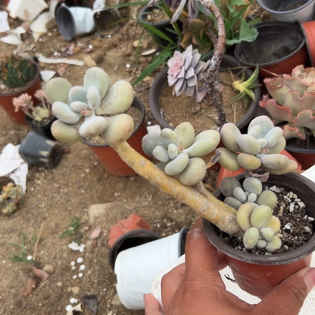 杜****）多肉植物多肉植物