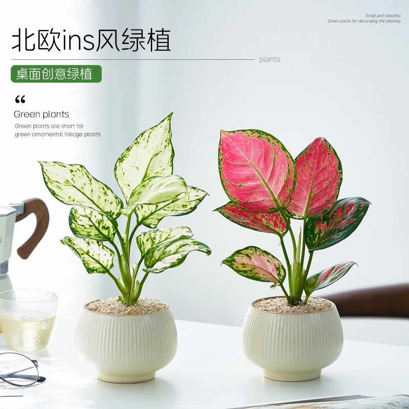 如意皇后吉利红室内盆栽好养活办公室桌面花卉绿植白如意净化空气