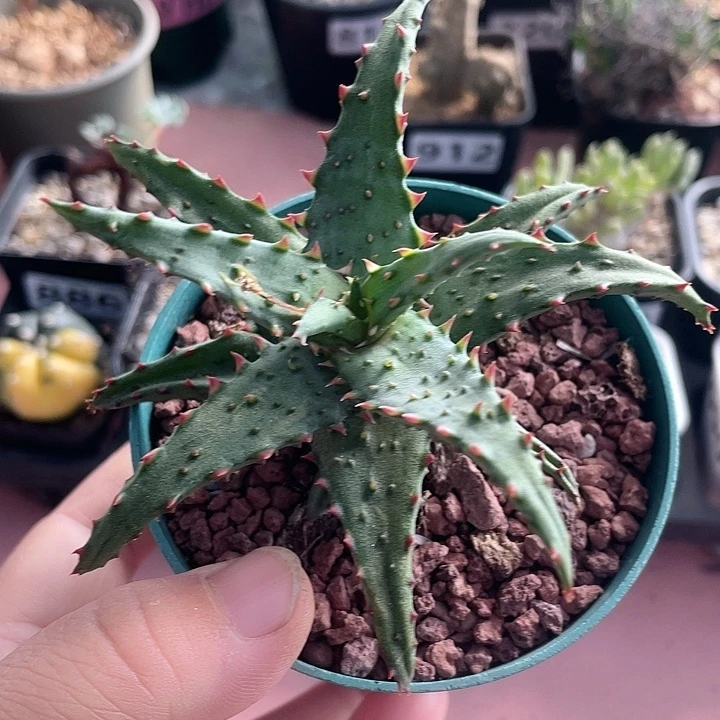 687卡萨帝芦荟植物