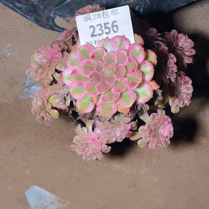 谢***芳2356红铜白多肉植物
