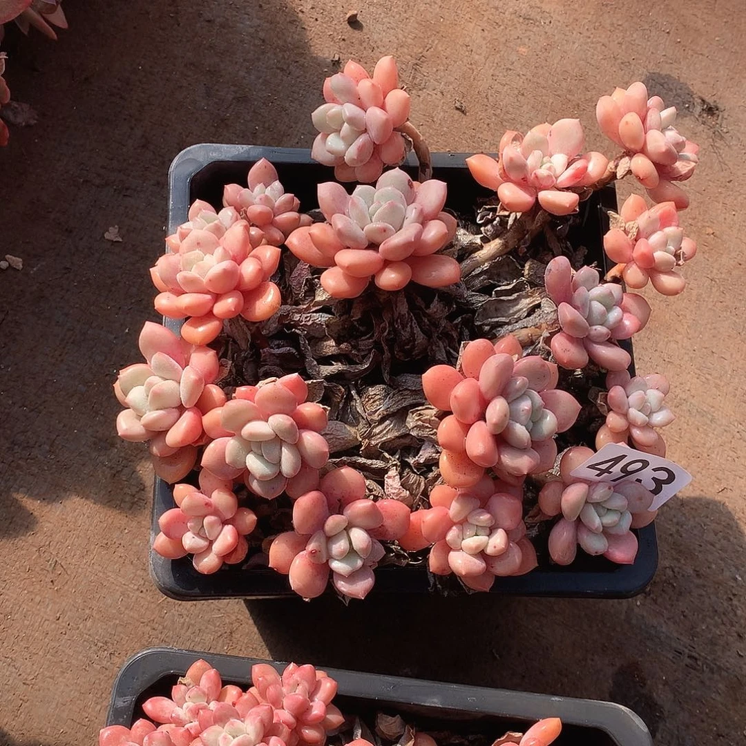 493 一物一拍多肉