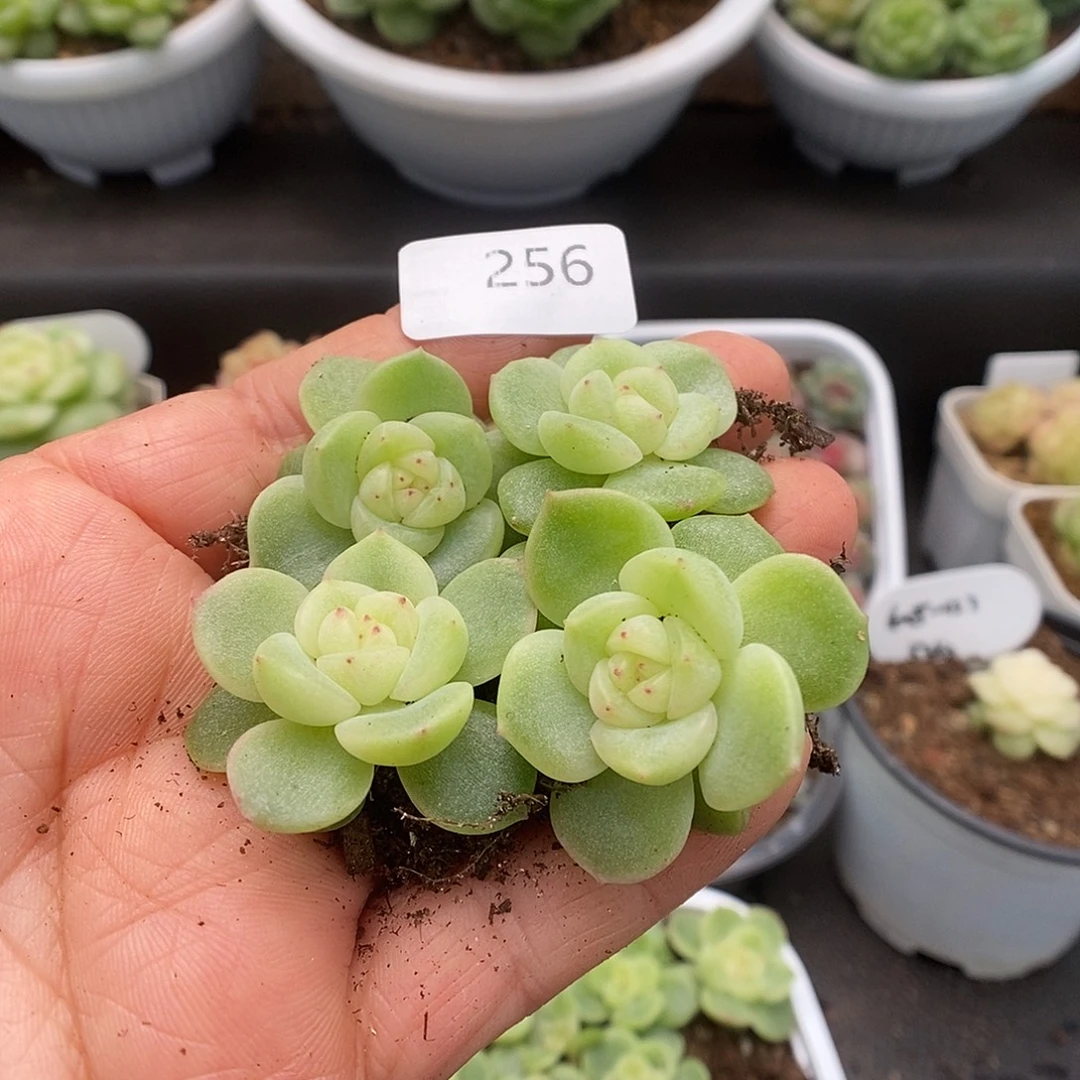 一物一拍一物一拍1021-256