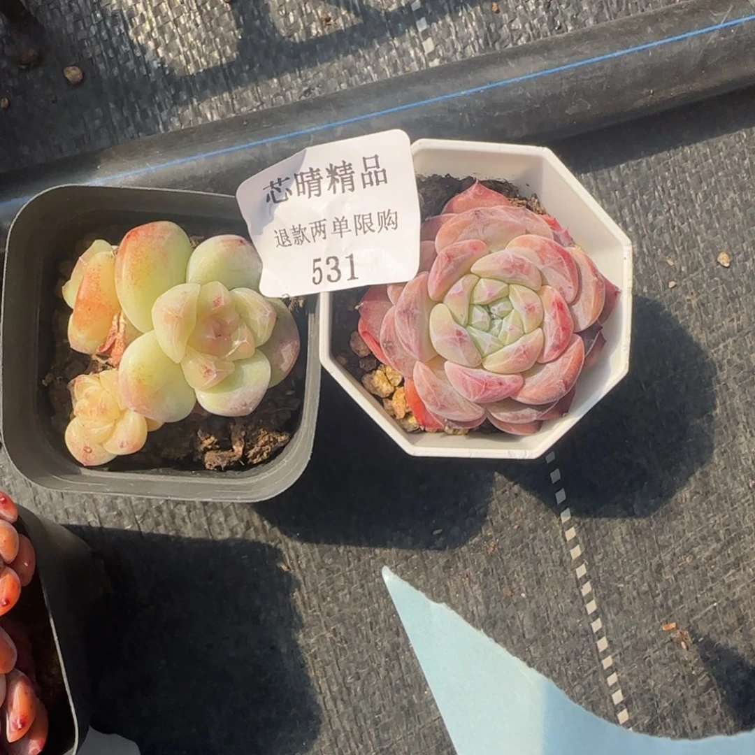 珊*珊闪购精品多肉两个补的