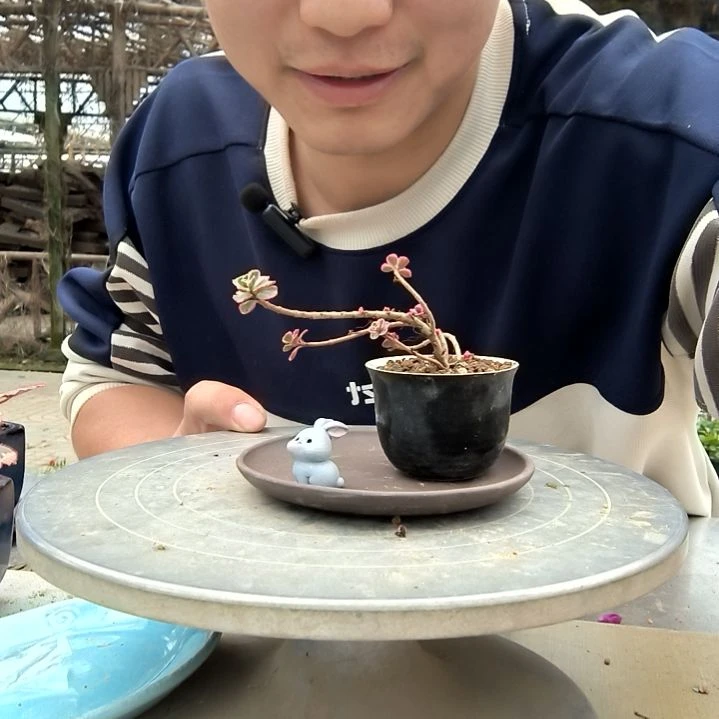 十*?小盆景小植物一物一拍86