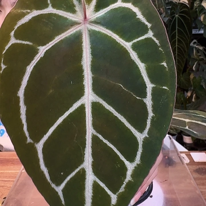 完全开放T136红水晶杂