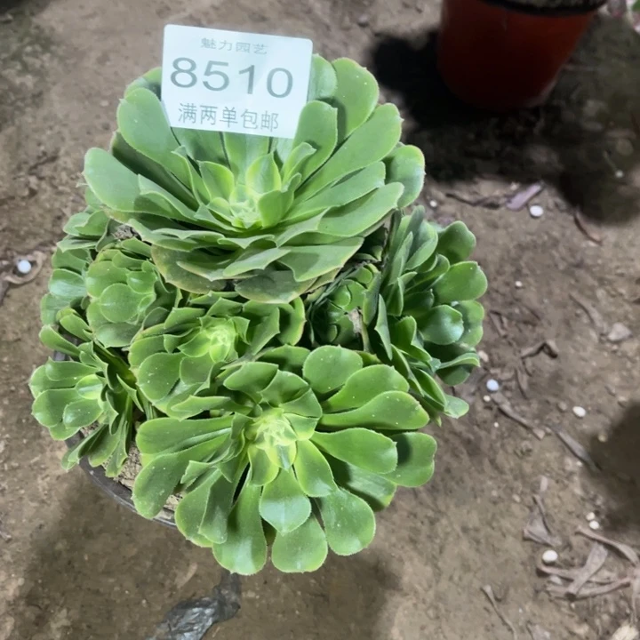 8510辛尼亚的人多肉的