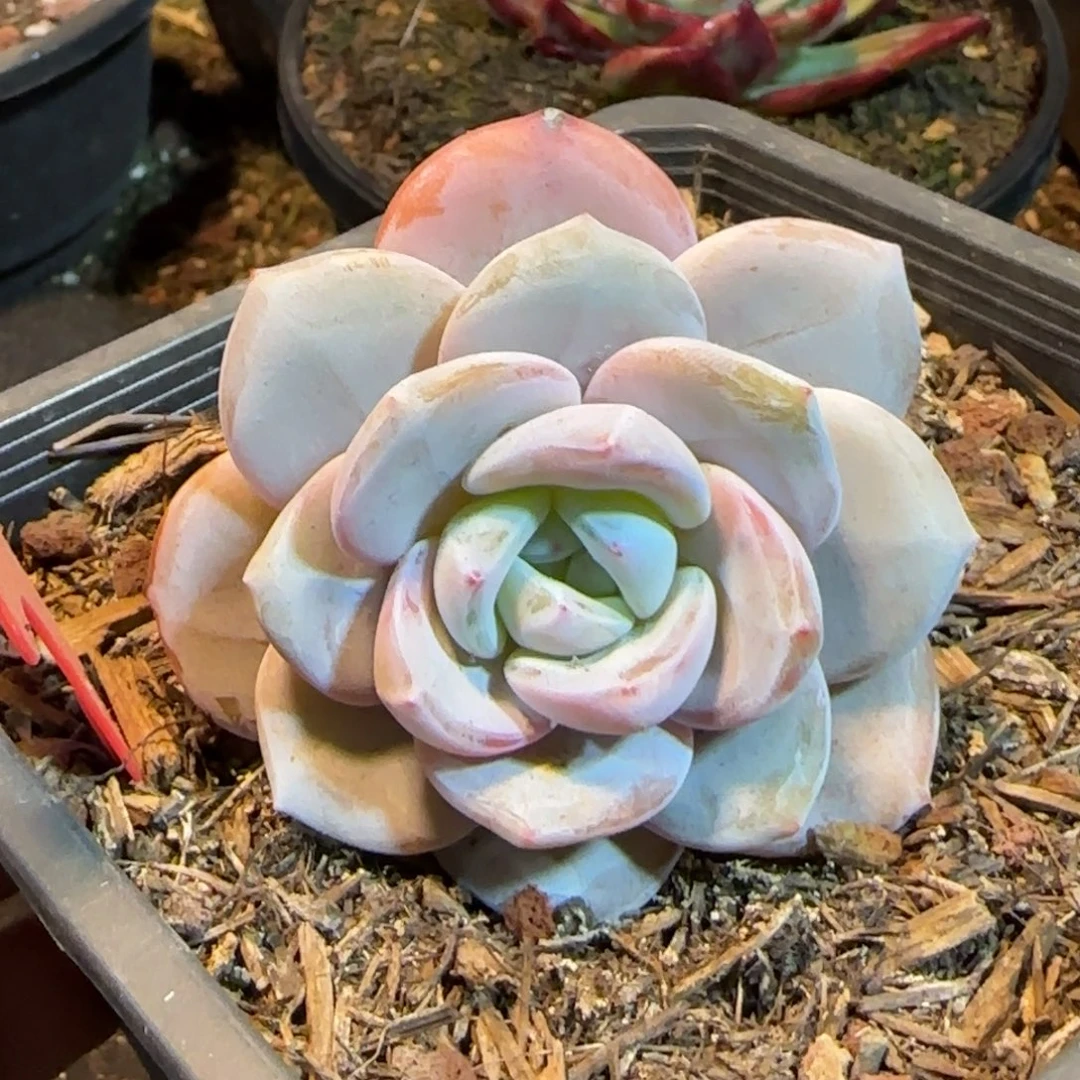 奶茶203一物一拍包装收缩花旱