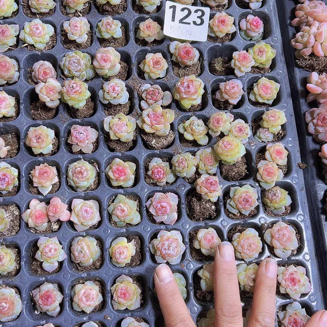 123红心冰魄4个超小19包邮