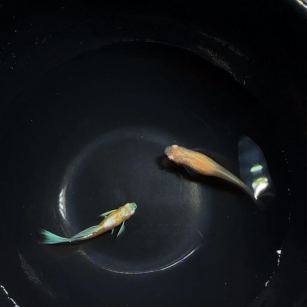 孔雀鱼蓝白飞船一对