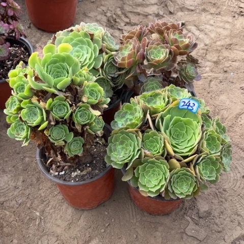 243多肉植物组合,