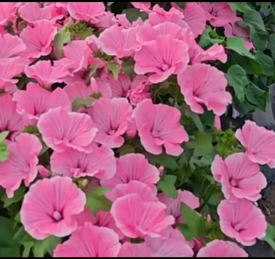 【三月花葵种子】家庭阳台小院四季播种花海打造