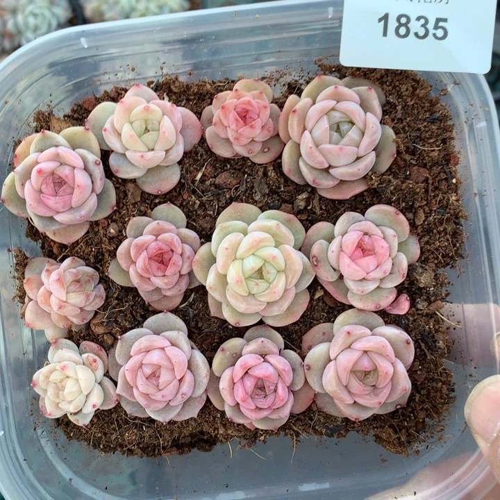 18号下午，切糕1835号