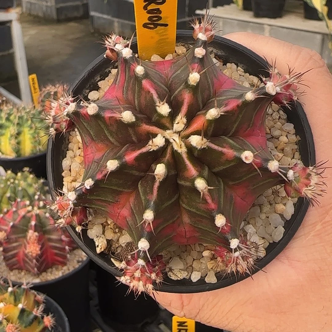 N22-1228泰国米哈拉宾