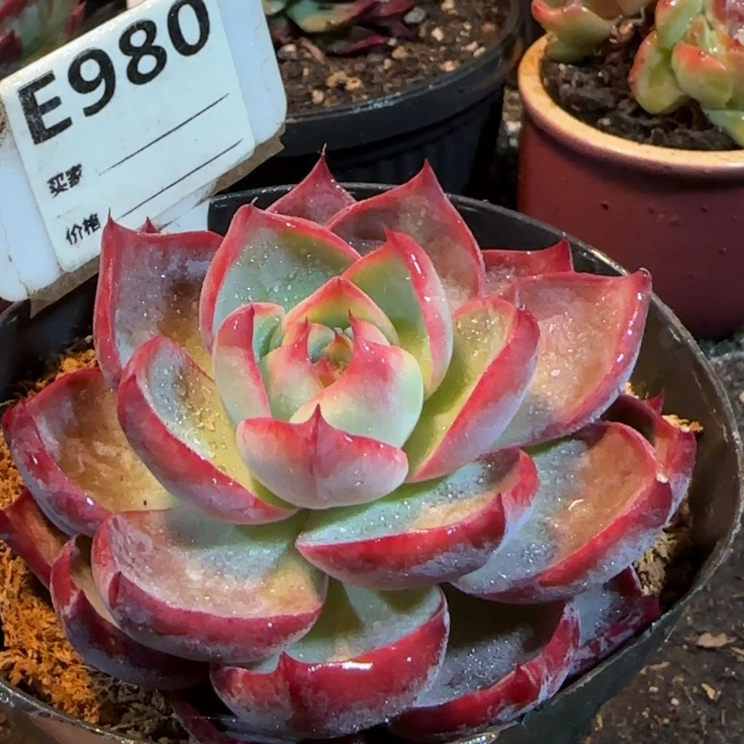 惊鸿一物一拍包装收缩花旱980