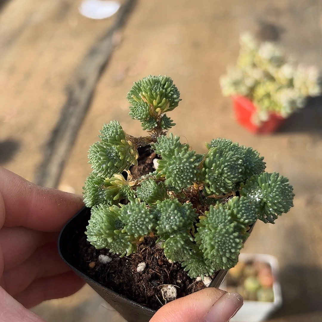 多肉植物多肉植物