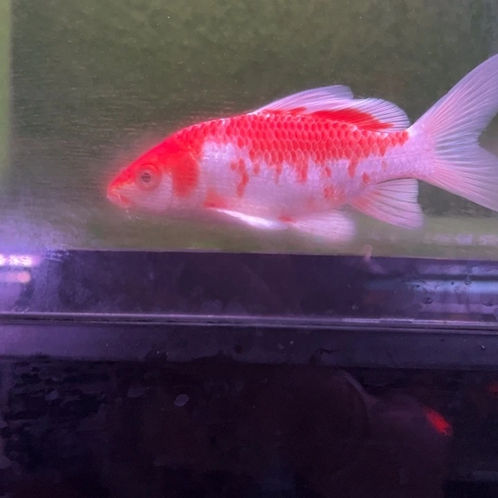 蝴蝶鲤鱼7号缸花红蝴蝶鲤