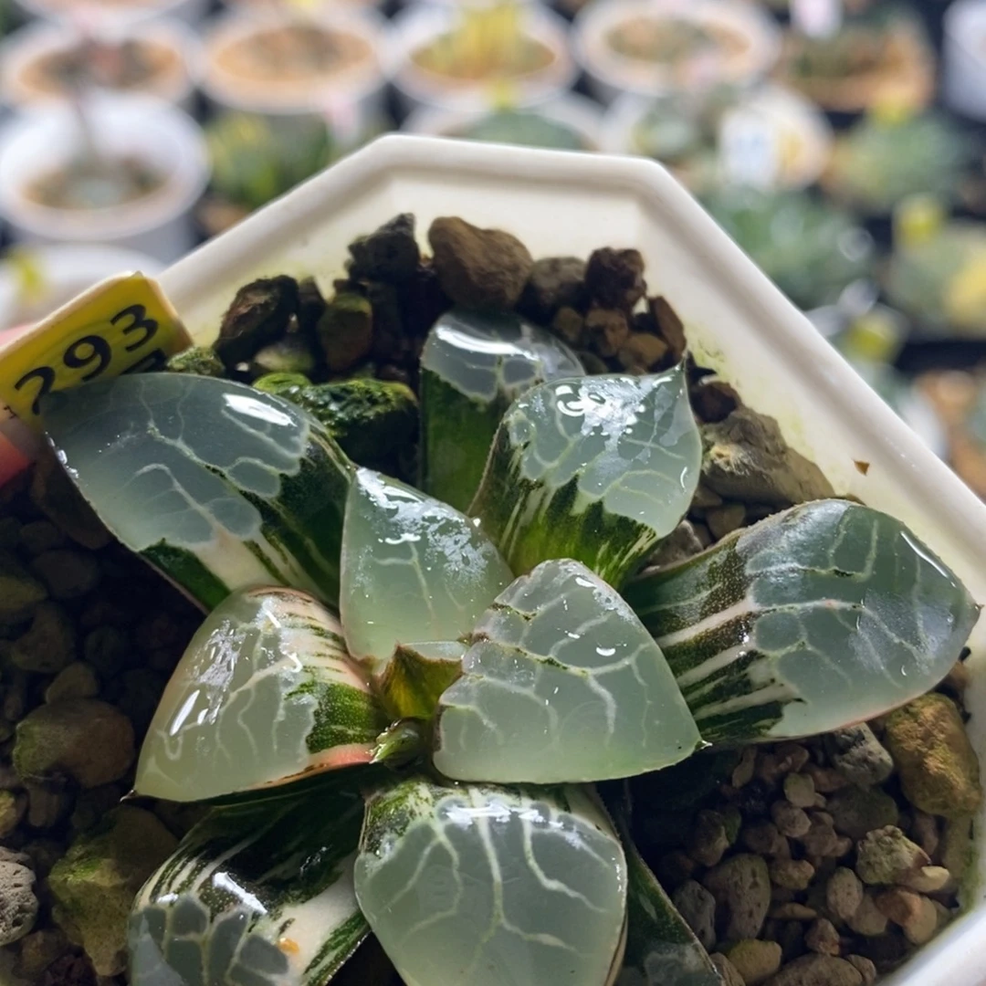 293火凤凰十二卷多肉植物