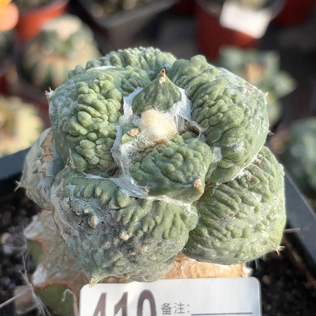 小**艺怒涛牡丹仙人球410